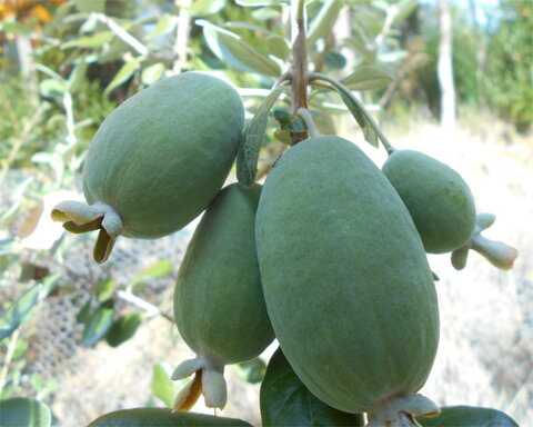 fruitwood_image_unavailable3