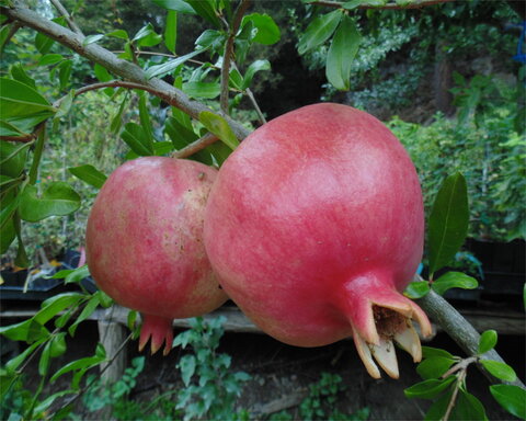 images/stories/virtuemart/category/PomegranateCover