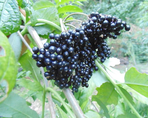 fruitwood_image_unavailable3