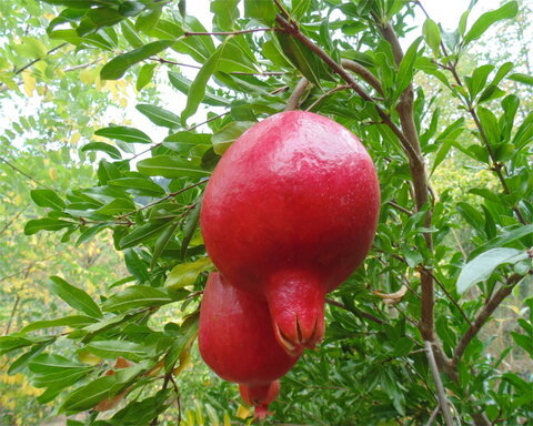 images/stories/virtuemart/product/mae