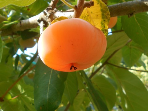 DSCN4578