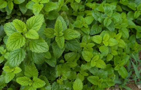 mint