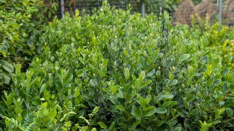 pguava