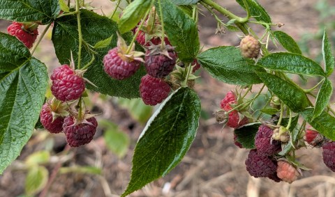 raspberry