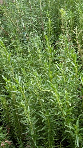 rosemary
