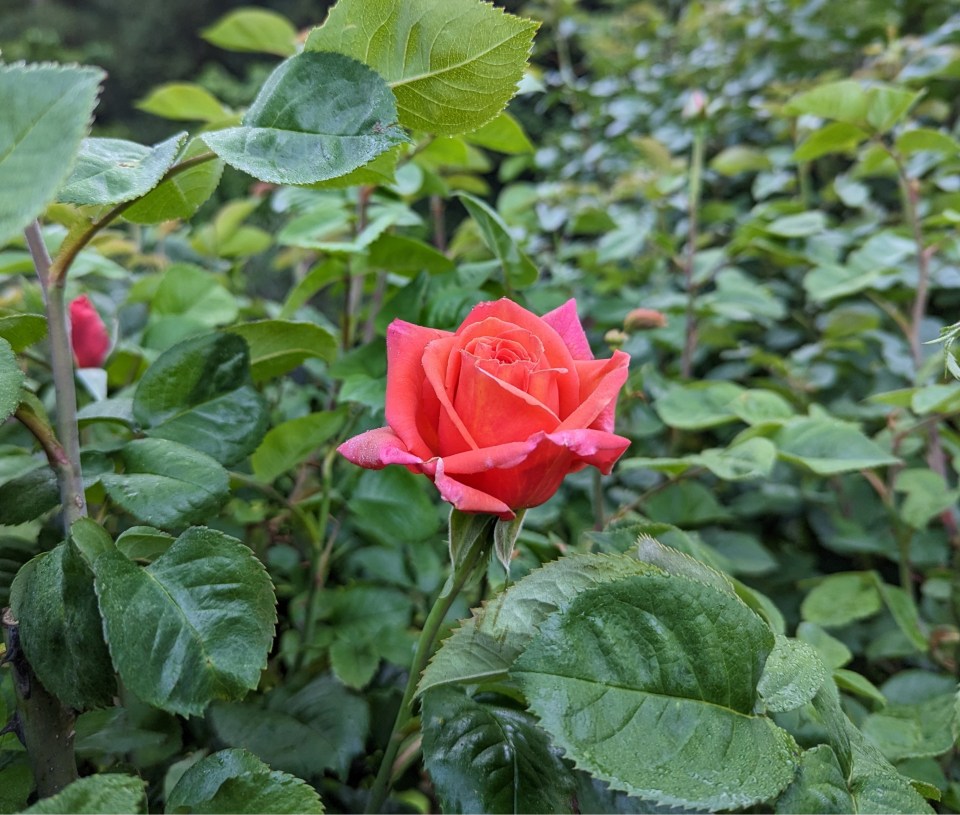 voodoo